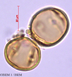Ruagea pubescens - lame n° 29352